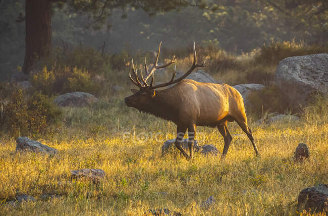 Bull Elk (Cervus canadensis) caminando en un campo; Estes Park, Colorado, Estados Unidos de América - foto de stock