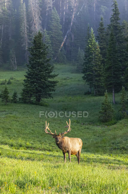 Bull Elk (Cervus canadensis) parado a la luz del sol en un campo de niebla; Estes Park, Colorado, Estados Unidos de América - foto de stock