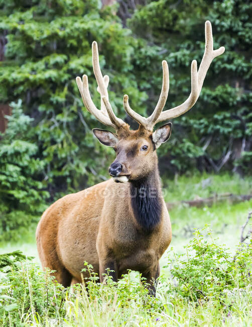 Bull Elk (Cervus canadensis) standing at the edge of a forest; Estes Park, Colorado, United States of America — Stock Photo