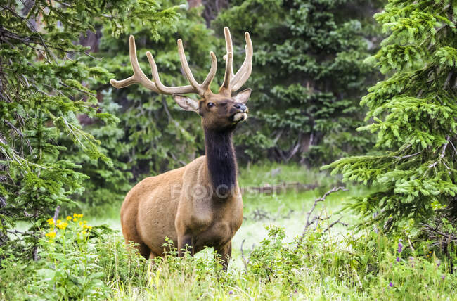 Bull Elk (Cervus canadensis) стоїть на краю лісу; Estes Park, Колорадо, США — стокове фото