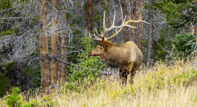 Bull Elk (Cervus canadensis) de pie al borde de un bosque; Estes Park, Colorado, Estados Unidos de América - foto de stock