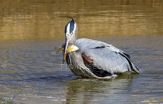 Great blue heron (Ardea herodias) with fish in it 's mouth; Denver, Colorado, United States of America — стоковое фото