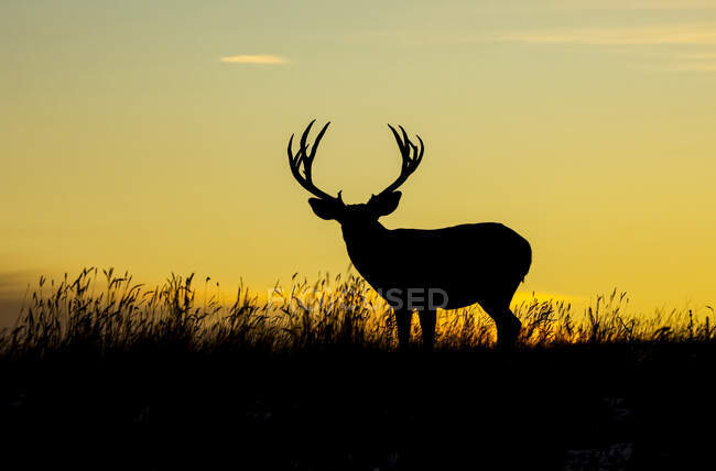 Vista panoramica di cervo dalla coda bianca a natura selvaggia — Foto stock