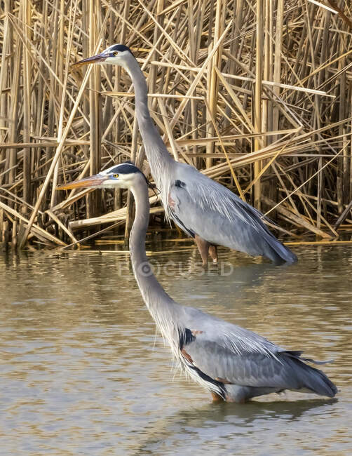 Little blue herons (Egretta caerulea) standing in shallow water beside reeds; Denver, Colorado, United States of America — Stock Photo