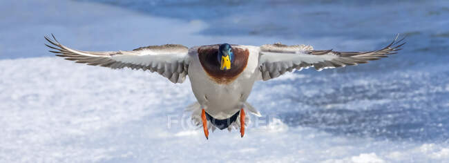 Anatra reale maschio (Anas platyrhynchos) che vola verso la macchina fotografica; Denver, Colorado, Stati Uniti d'America — Foto stock