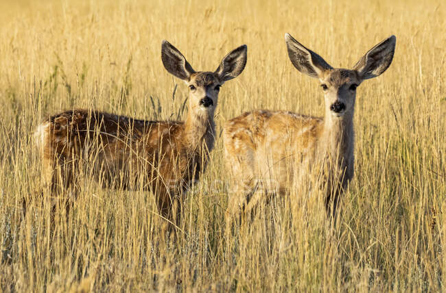 Живописный вид белохвостых оленей на дикую природу — стоковое фото