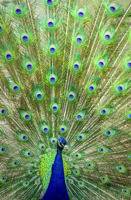 Indian peafowl (Pavo cristatus) proudly displaying the feathers of it 's tail; Fort Collins, Colorado, United States of America — стоковое фото
