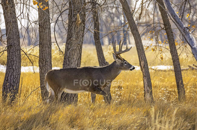 Мальовничий вид на білохвостих оленів на дикій природі — стокове фото