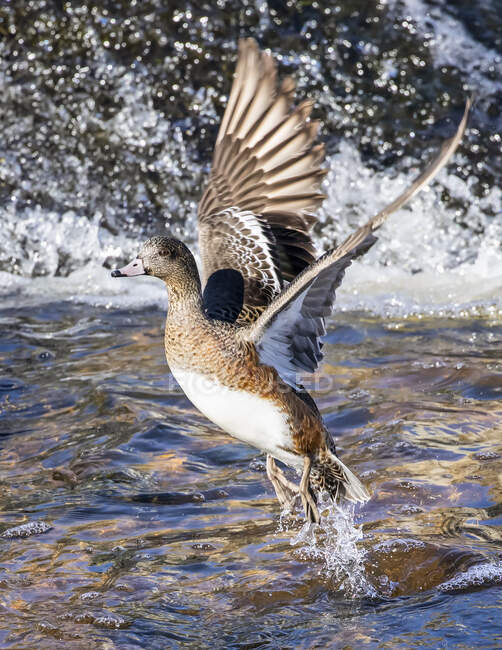 Amerikanische Weibchen (Mareca americana) starten im Flug von der Wasseroberfläche; Fort Collins, Colorado, Vereinigte Staaten von Amerika — Stockfoto