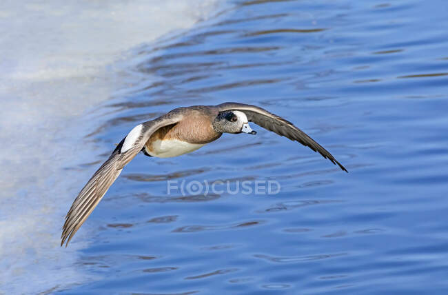 Female American widgeon (Mareca americana) in flight over blue surface of water; Fort Collins, Colorado, United States of America — Stock Photo