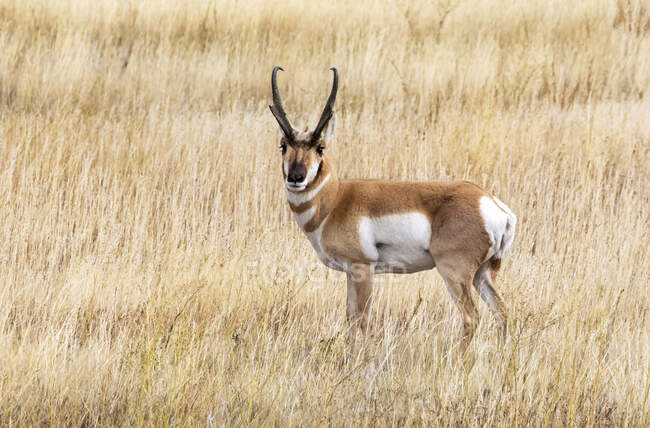 Pronghorn buck (Antilocapra americana); Cheyenne, Wyoming, Estados Unidos da América — Fotografia de Stock