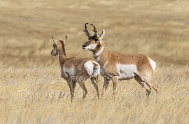 Pronghorn buck and Rehwild (Antilocapra americana) während der Fahrt; Cheyenne, Wyoming, Vereinigte Staaten von Amerika — Stockfoto