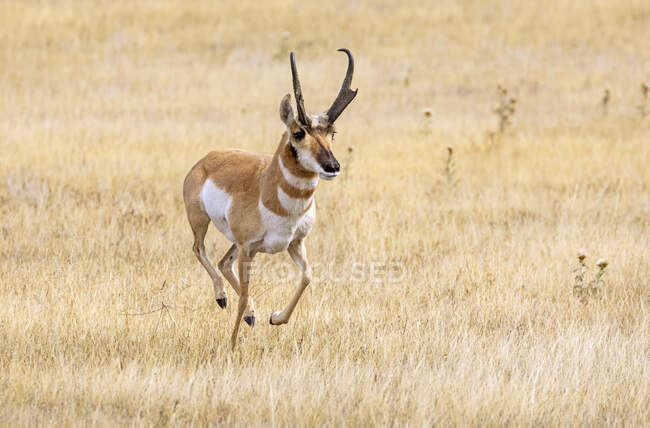 Pronghorn buck (Antilocapra americana); Cheyenne, Wyoming, Stati Uniti d'America — Foto stock