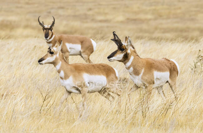 Pronghorn bucks and doe (Antilocapra americana) durante la routine; Cheyenne, Wyoming, Stati Uniti d'America — Foto stock