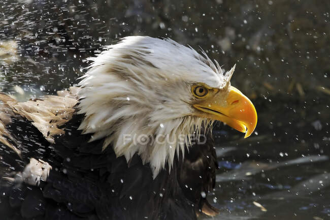 Bald eagle (Haliaeetus leucocephalus) with splashes of water; Denver, Colorado, United States of America — Stock Photo