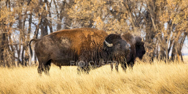 Bisontes americanos (bisontes bisontes) de pie en un campo en colores otoñales; Jackson, Wyoming, Estados Unidos de América - foto de stock