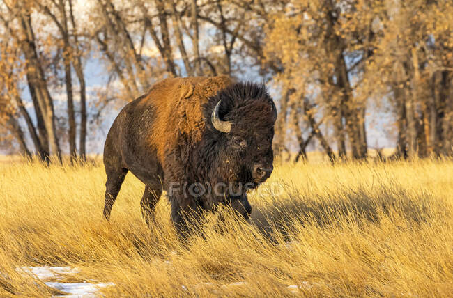 American Bison (Bison bison) standing in a field in autumn colours; Jackson,Wyoming, United States of America — Stock Photo