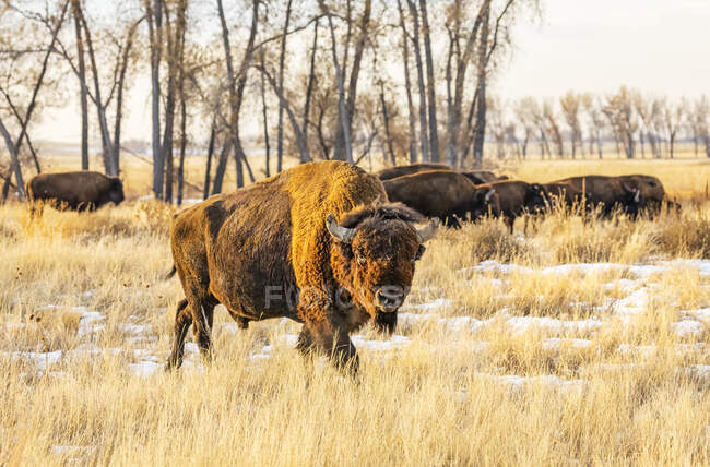 Bisonti americani (bisonte bisonte bisonte) in piedi in un campo in colori autunnali; Jackson, Wyoming, Stati Uniti d'America — Foto stock