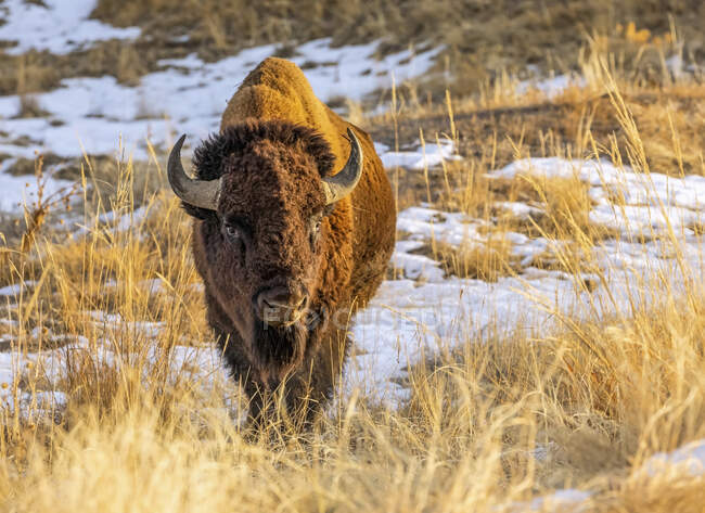 Bisonte americano (bisonte bisonte) de pie en un campo en colores de otoño; Jackson, Wyoming, Estados Unidos de América - foto de stock