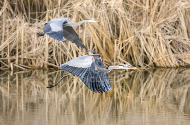 Two small blue herons (Egretta caerulea) flying above water with reeds along the shoreline; Denver, Colorado, United States of America — Stock Photo