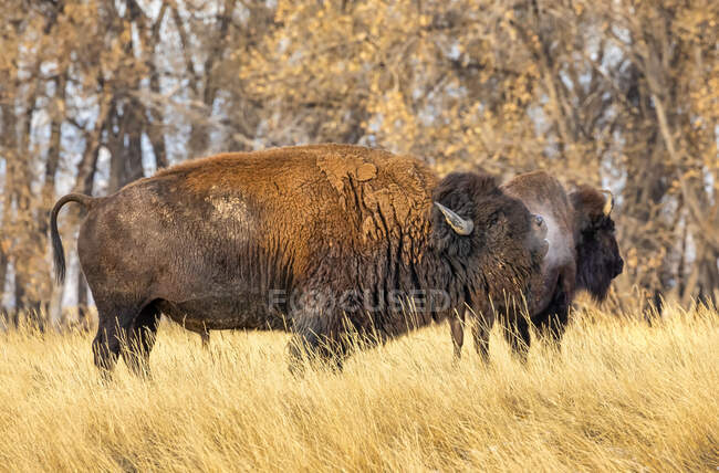 Bisontes americanos (bisontes bisontes) de pie en un campo en colores otoñales; Jackson, Wyoming, Estados Unidos de América - foto de stock