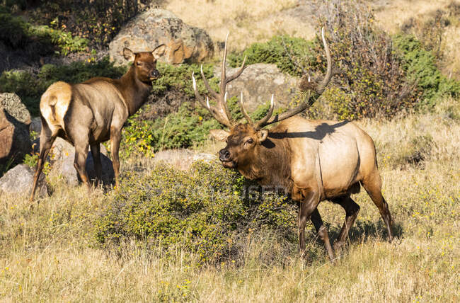 Elk (Cervus canadensis) taureau et vache ; Estes Park, Colorado, États-Unis — Photo de stock