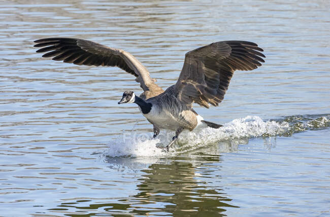 Canada goose (Branta canfissis) десантирование на воду; Денвер, Колорадо, Соединенные Штаты Америки — стоковое фото
