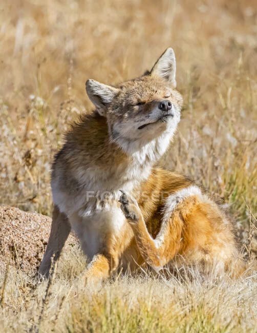 Raposa vermelha (Vulpes vulpes) caindo na luz solar com os olhos fechados; Denver, Colorado, Estados Unidos da América — Fotografia de Stock