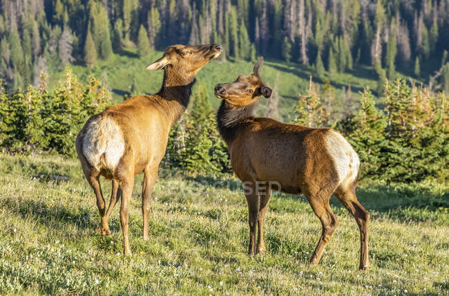 Two elk cows (Cervus canadensis) standing on grass; Estes Park, Colorado, United States of America — Stock Photo