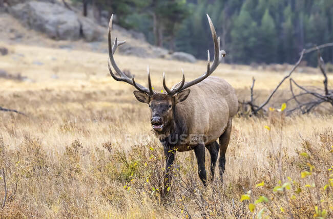 Bull elk (Cervus canadensis) standing in a field of brown grass; Estes Park, Colorado, United States of America — Stock Photo