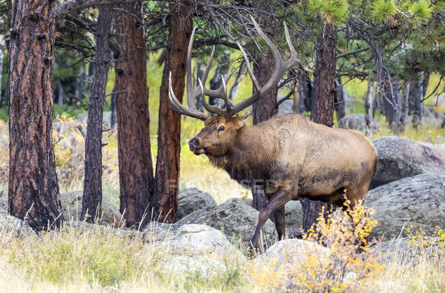 Bull elk (Cervus canadensis) walking among rocks and brush; Estes Park, Colorado, United States of America — Stock Photo
