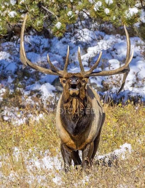 Цибульний лося (Cervus canadensis) стоїть на полі і дивиться на камеру з відкритим ротом; Estes Park, Colorado, United States of America — стокове фото