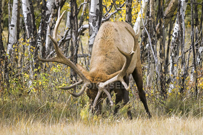 Bull elk (Cervus canadensis) grazing on plants outside a forest; Estes Park, Colorado, United States of America — Stock Photo