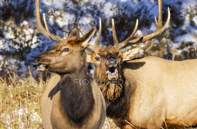 Elks (Cervus canadensis) bull and cow; Estes Park, Colorado, United States of America — Stock Photo
