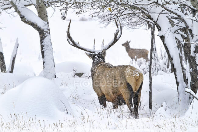 Toro (Cervus canadensis) e mucca nella neve; Estes Park, Colorado, Stati Uniti d'America — Foto stock