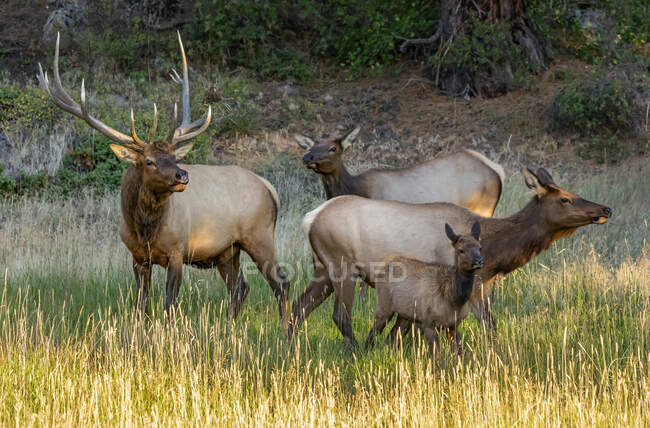Elk (Cervus canadensis) bull, cows and calf; Estes Park, Colorado, United States of America — Stock Photo