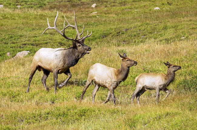 Elks (Cervus canadensis) бик, корова і телятко; Estes Park, Колорадо, США — стокове фото