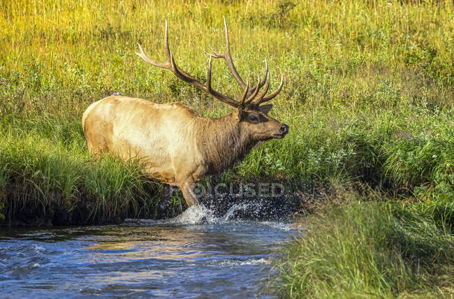 Bull elk (Cervus canadensis) stepping into a stream; Estes Park, Colorado, United States of America — Stock Photo
