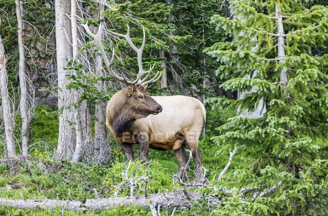 Bull elk (Cervus canadensis) standing in a lush forest; Estes Park, Colorado, United States of America — Stock Photo