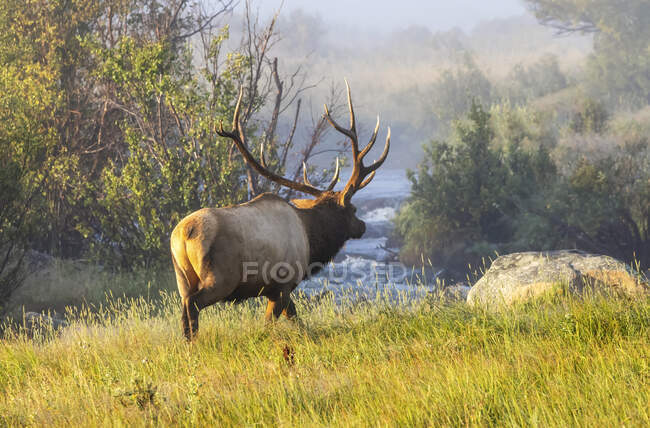 Bull elk (Cervus canadensis) em pé junto a um rio com folhagem de outono; Estes Park, Colorado, Estados Unidos da América — Fotografia de Stock