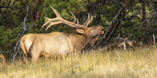 Bull elk (Cervus canadensis) standing in tall grass on the edge of a forest; Estes Park, Colorado, United States of America — Stock Photo