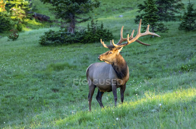 Bull elk (Cervus canadensis) standing in a lush field; Estes Park, Colorado, United States of America — Stock Photo