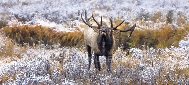 Bull elk (Cervus canadensis) standing in frosty field, looking up and calling; Estes Park, Colorado, United States of America — Stock Photo