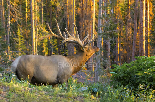 Bull elk (Cervus canadensis) em pé em uma floresta com luz solar dourada ao pôr do sol; Estes Park, Colorado, Estados Unidos da América — Fotografia de Stock