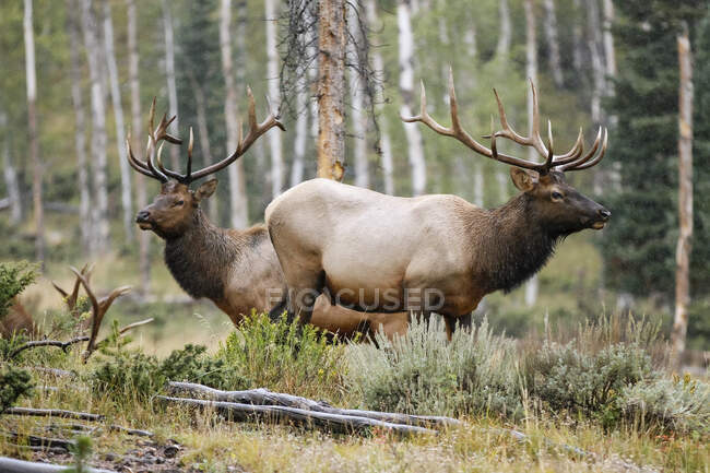 Three Bull Ellks (Cervus canadensis) de pie en un bosque; Estes Park, Colorado, Estados Unidos de América - foto de stock
