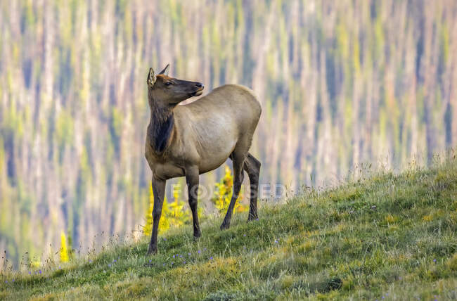 Cow Elk (Cervus canadensis) standing on a hillside; Estes Park, Colorado, United States of America — Stock Photo