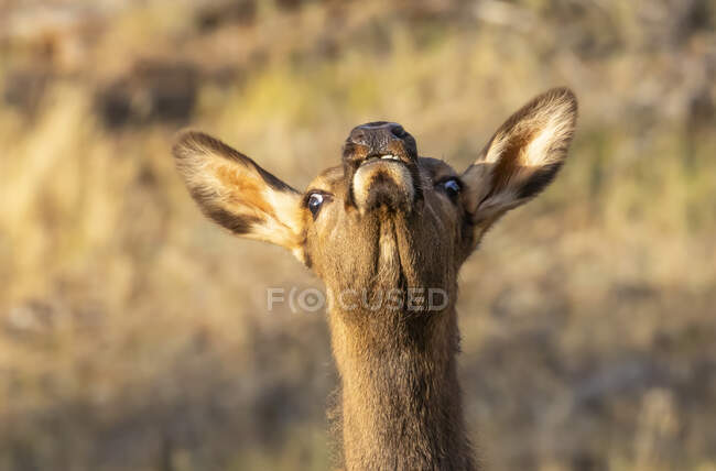 Primo piano della testa e del volto di un alce di mucca (Cervus canadensis) in alto; Estes Park, Colorado, Stati Uniti d'America — Foto stock