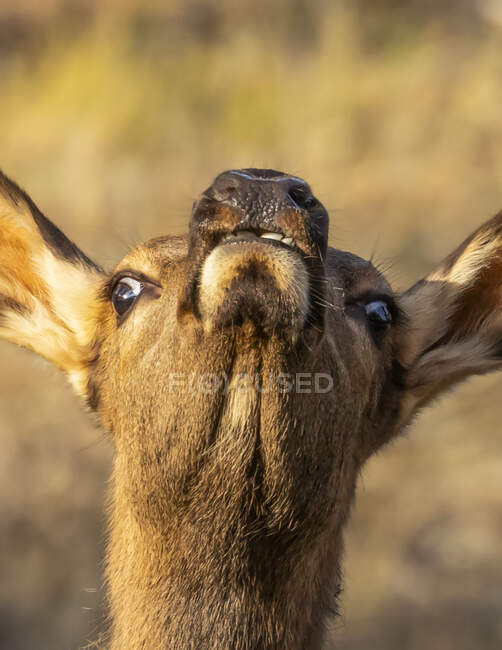 Close-up da cabeça e face de um alce de vaca (Cervus canadensis) olhando para cima; Estes Park, Colorado, Estados Unidos da América — Fotografia de Stock