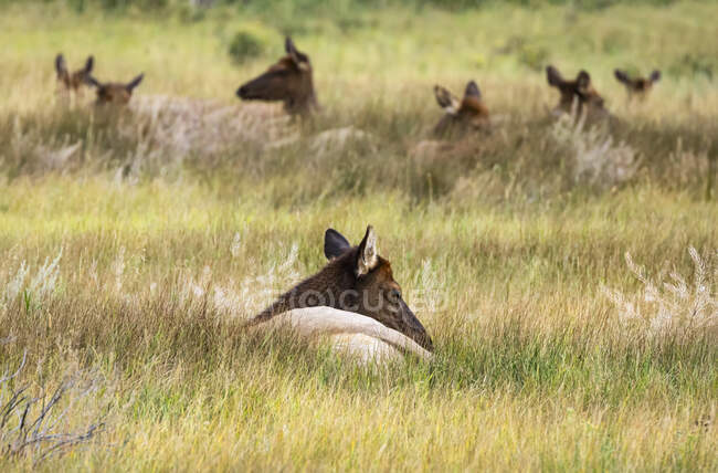 Cow elk (Cervus canadensis) lying in a grass field; Estes Park, Colorado, United States of America — Stock Photo