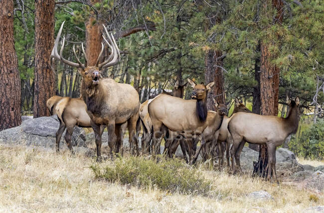 Herd of elks (Cervus canadensis) with one bull and many calves; Estes Park, Colorado, United States of America — Stock Photo